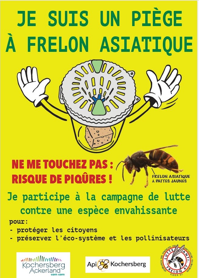 Frelon Asiatique Flyer Nid primaire 0