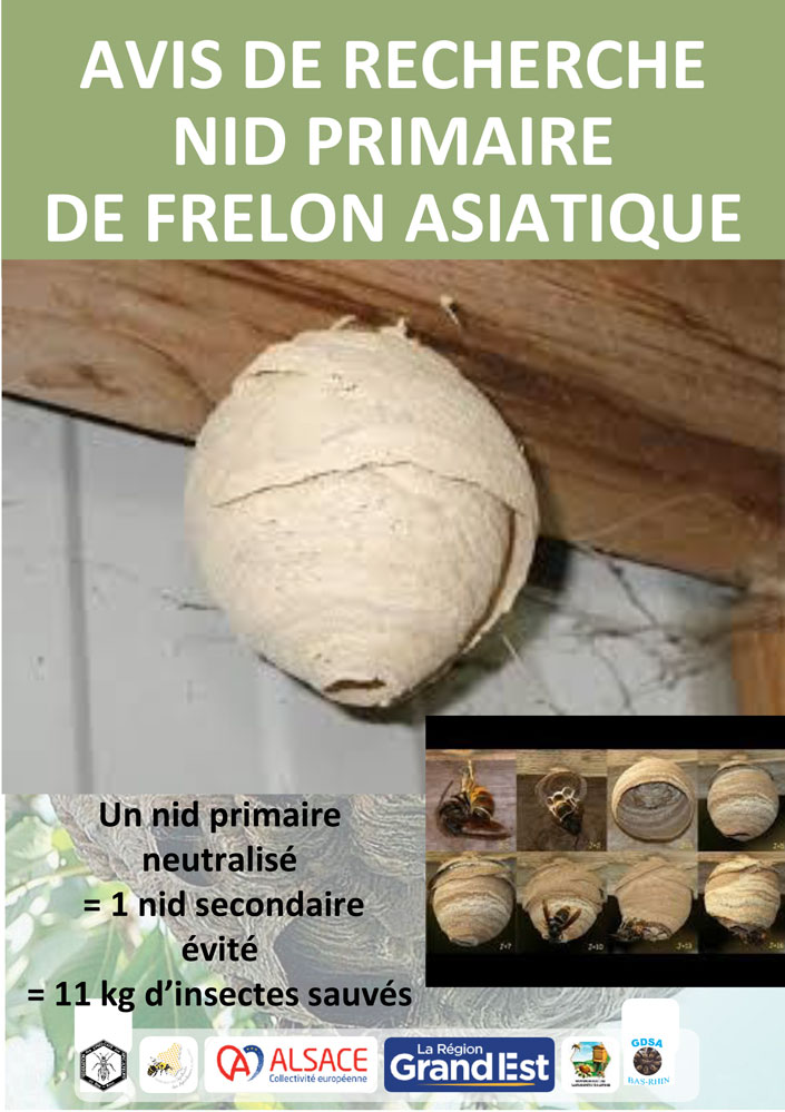 Frelon Asiatique Flyer Nid primaire 1