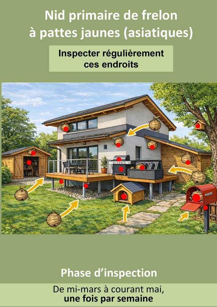 Frelon Asiatique Flyer Nid primaire 2