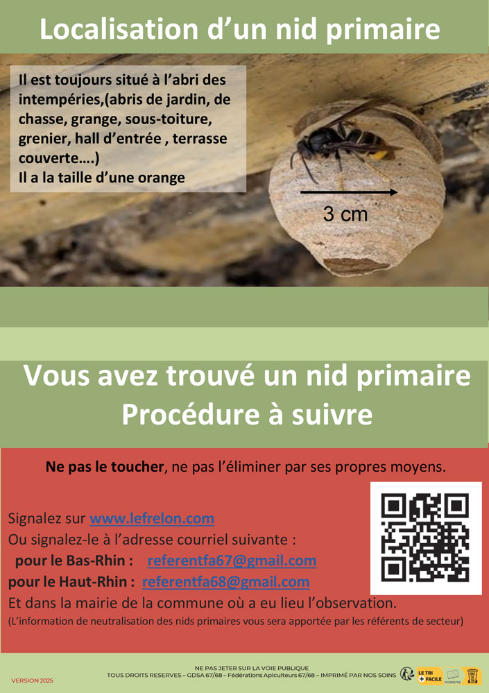 Frelon Asiatique Flyer Nid primaire 3